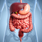 Affrontare le feste senza rinunce al benessere digestivo