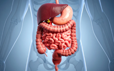 Affrontare le feste senza rinunce al benessere digestivo