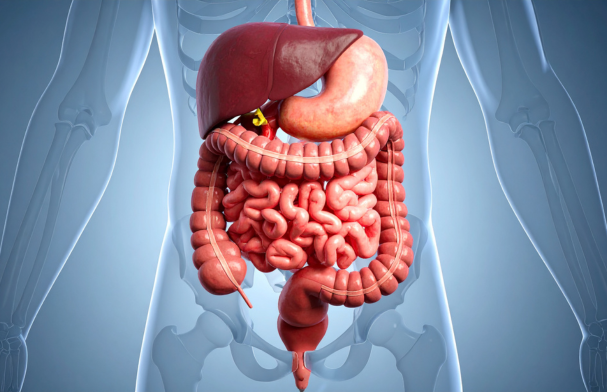 Affrontare le feste senza rinunce al benessere digestivo