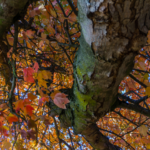 Cambio di stagione: come affrontare l’autunno