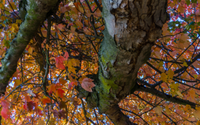 Cambio di stagione: come affrontare l’autunno